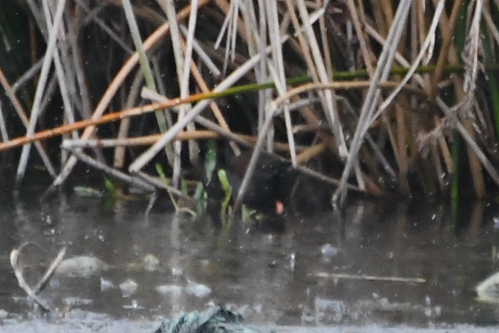 Spotless Crake - ML642797301
