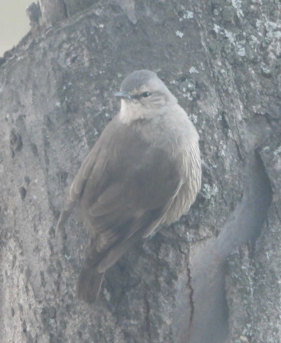 Brown Treecreeper - ML642797302