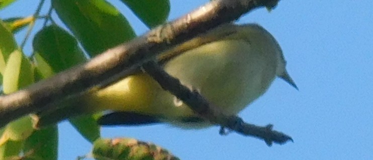 Red-legged Honeycreeper - ML642797303