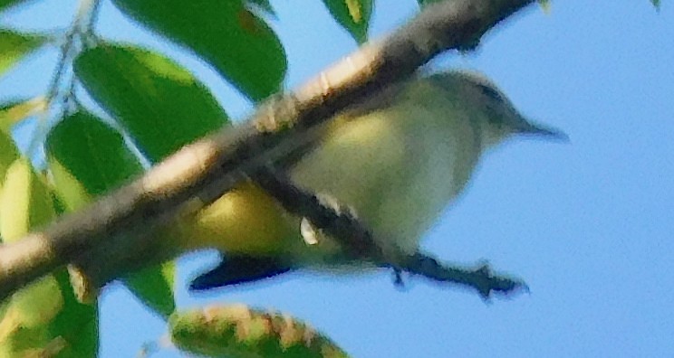 Red-legged Honeycreeper - ML642797304