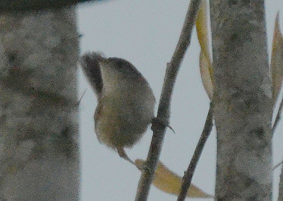 Red-backed Fairywren - ML642797311