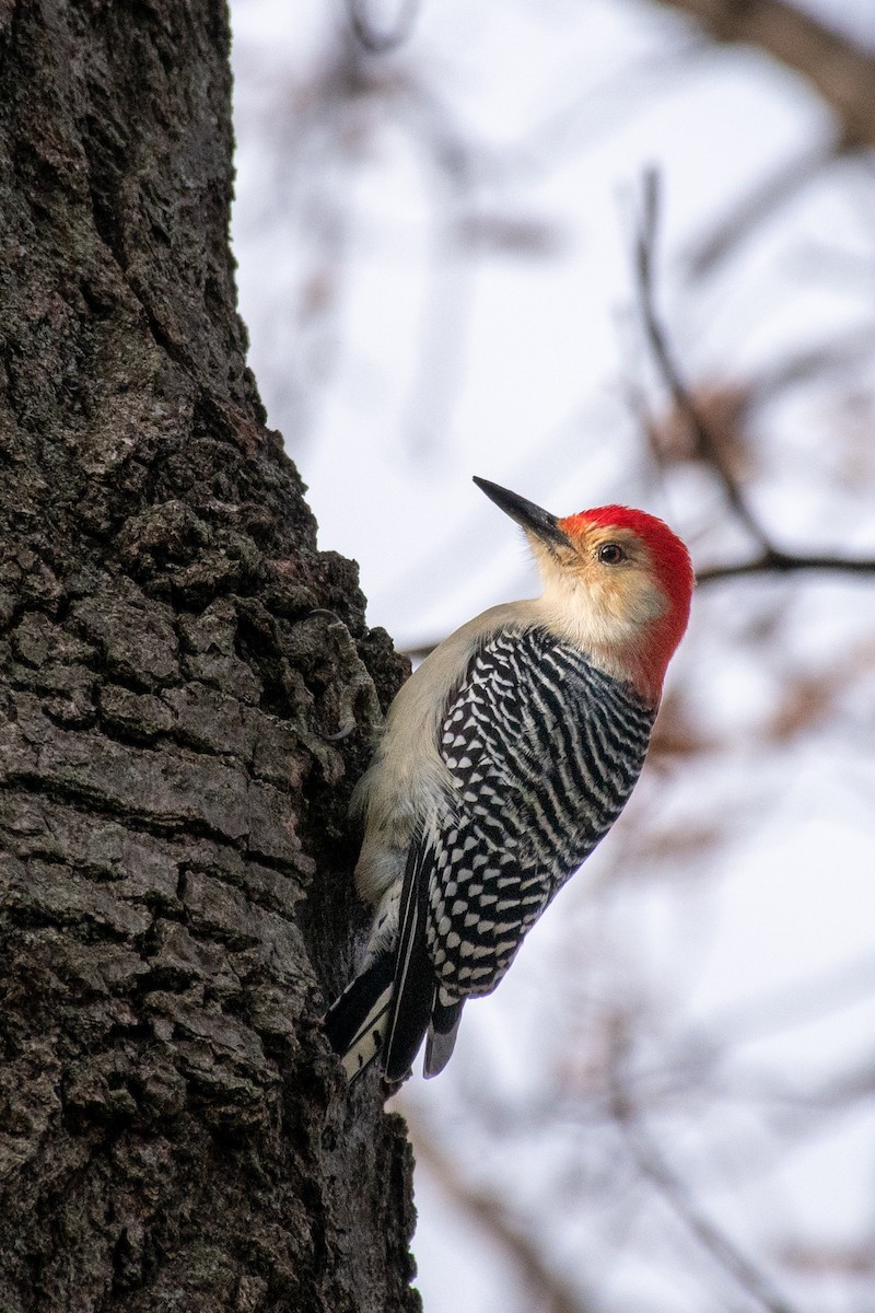 Red-bellied Woodpecker - ML642797312