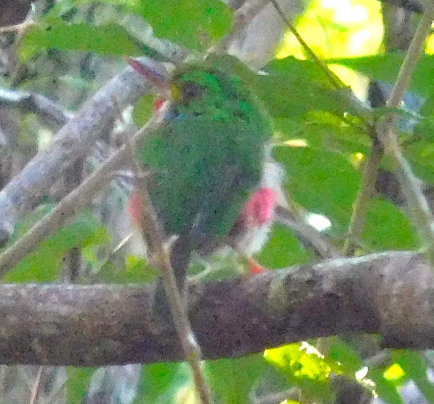 Cuban Tody - ML642797315