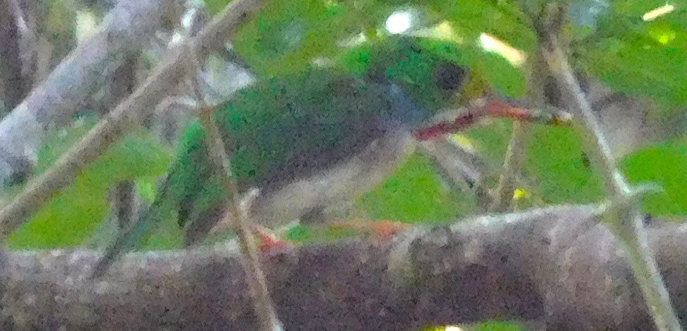 Cuban Tody - ML642797316