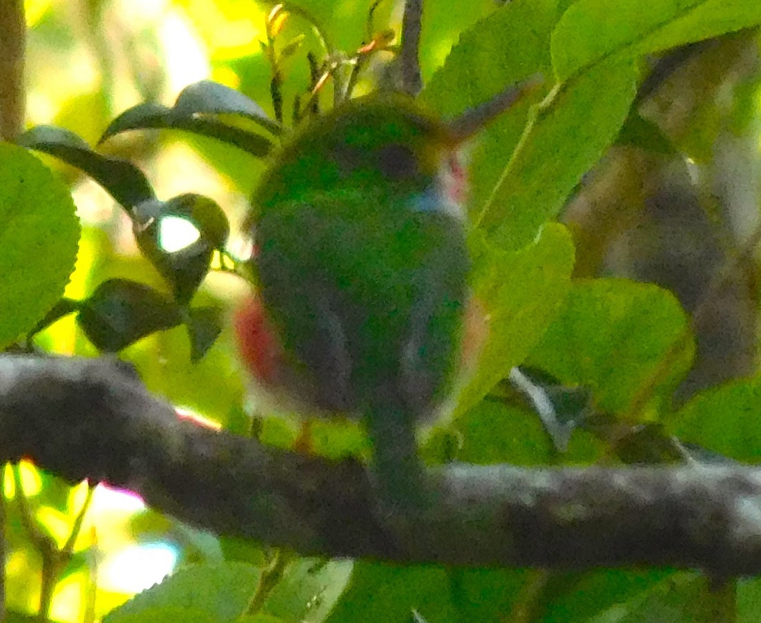Cuban Tody - ML642797317