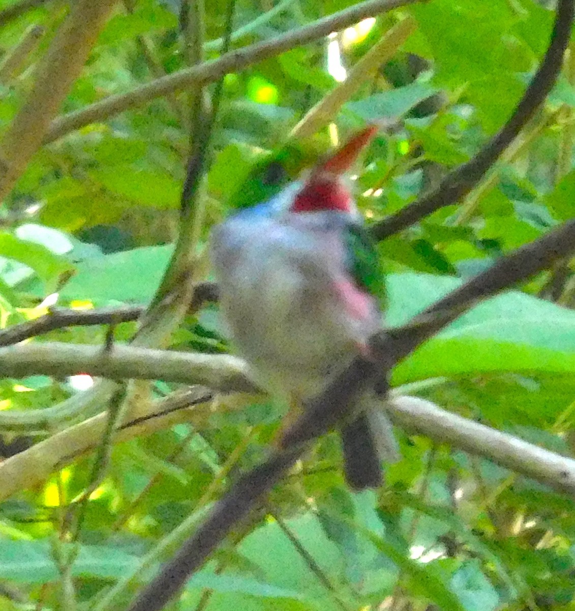 Cuban Tody - ML642797318