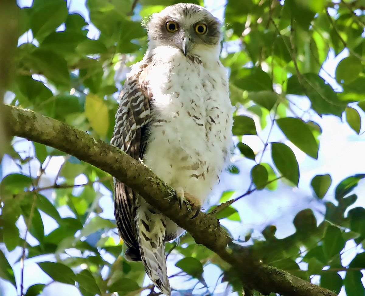 Powerful Owl - ML642797338