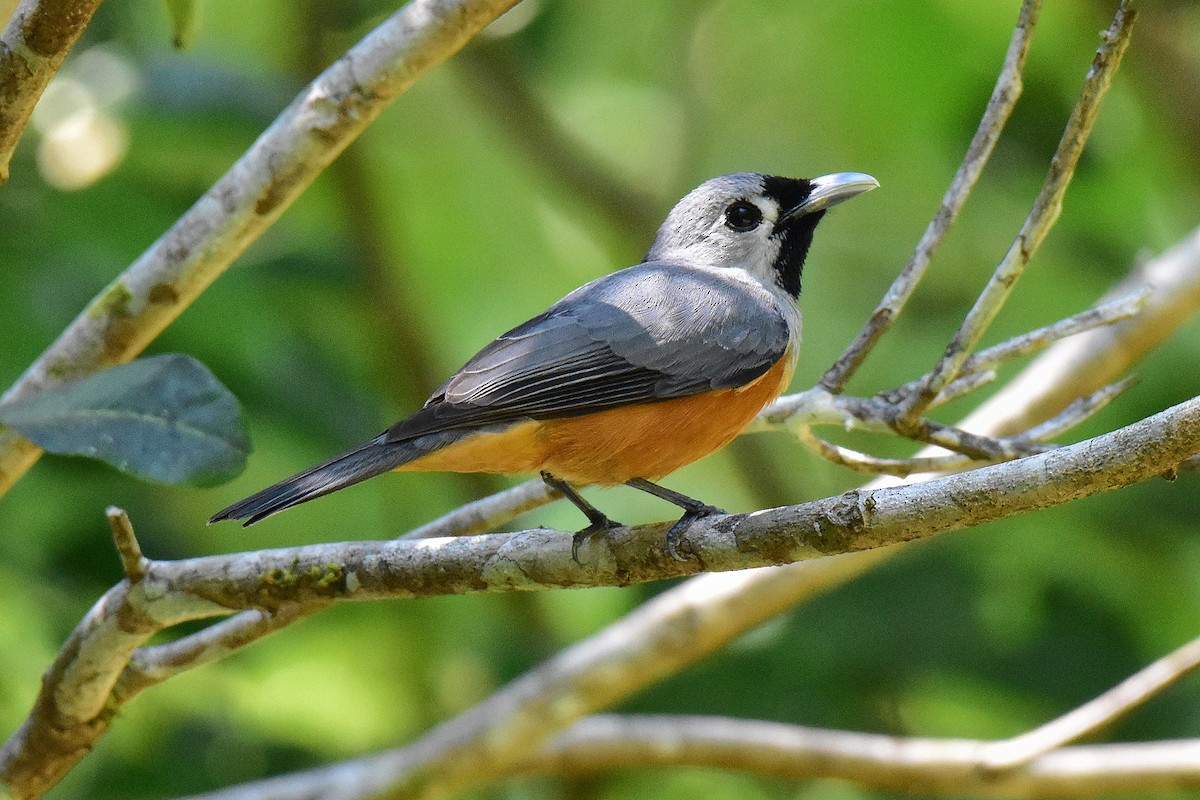 Black-faced Monarch - ML642797343