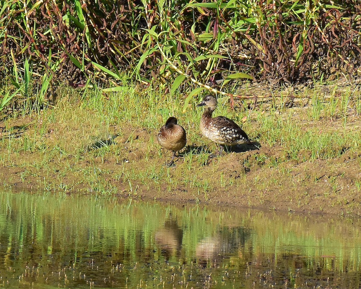 Spotted Whistling-Duck - ML642797355