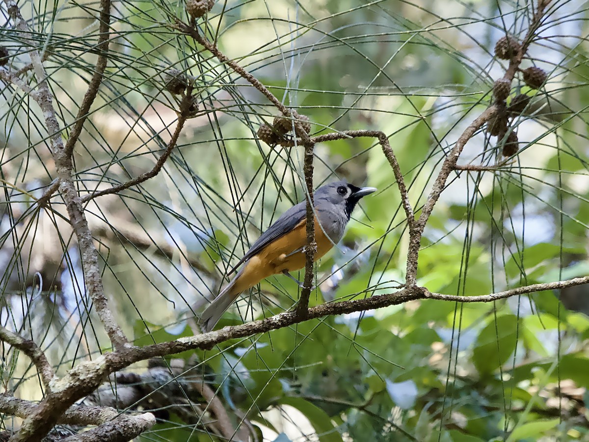 Black-faced Monarch - ML642797368