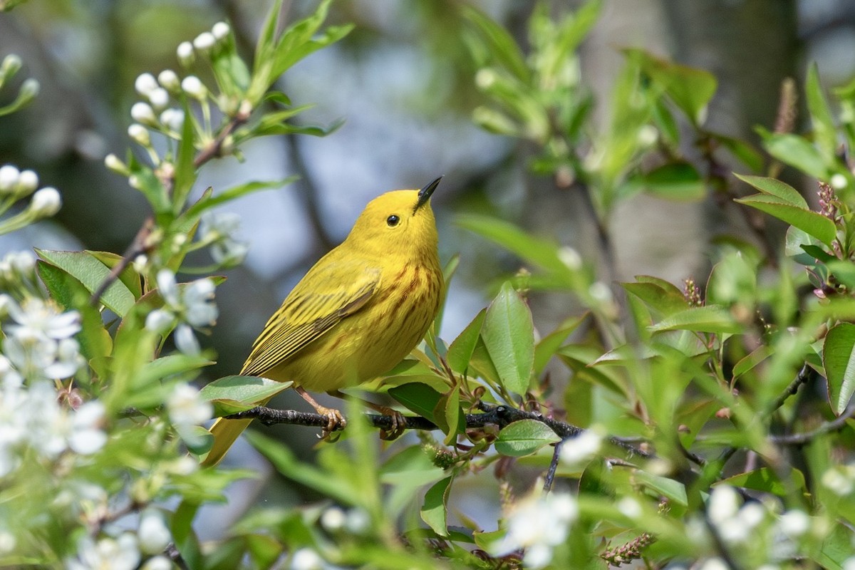 Yellow Warbler - ML642797372