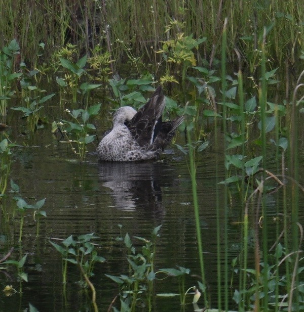 Indian Spot-billed Duck - ML642797375
