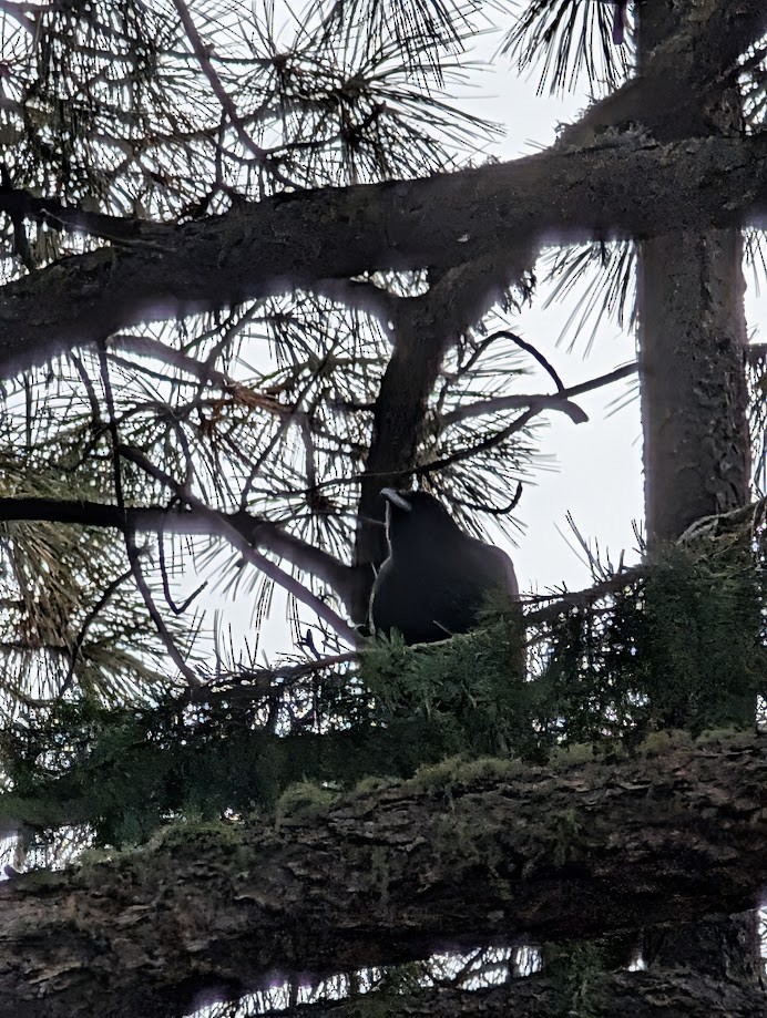 American Crow - ML642797379