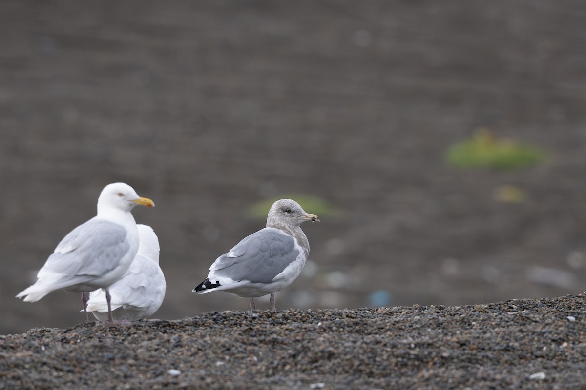 Vega Gull - ML642797380
