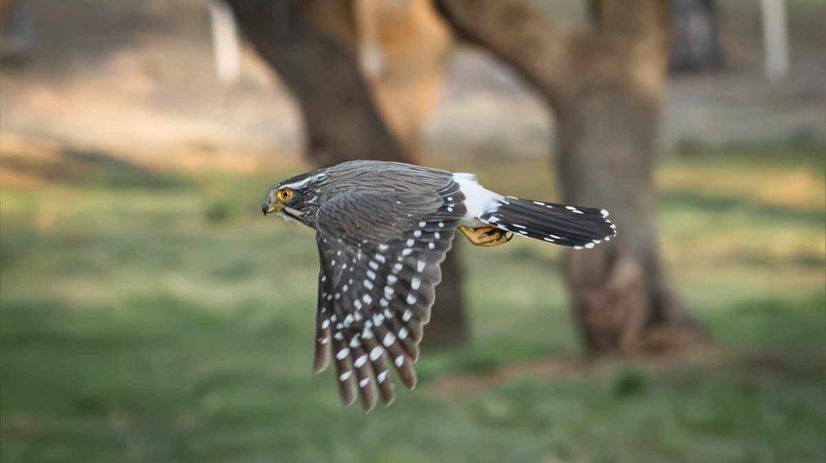 Spot-winged Falconet - ML642797381