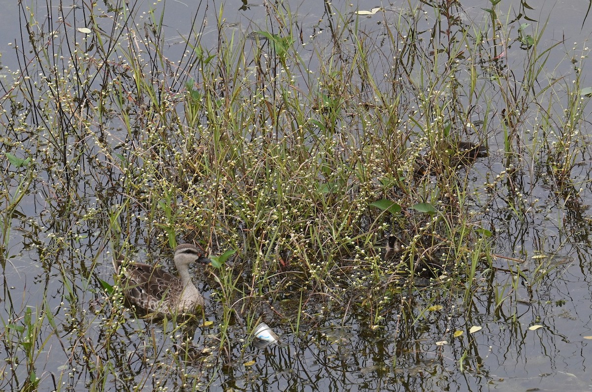 Indian Spot-billed Duck - ML642797415