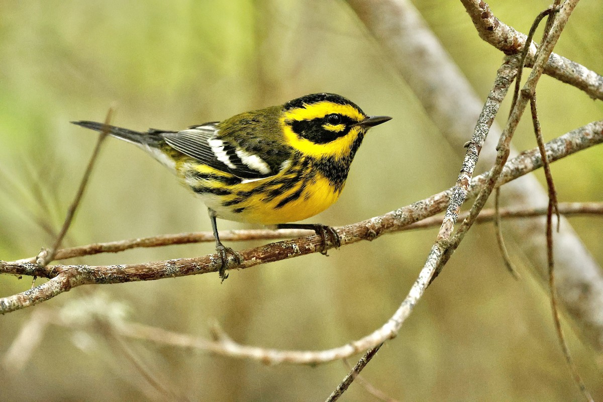 Townsend's Warbler - ML642797433