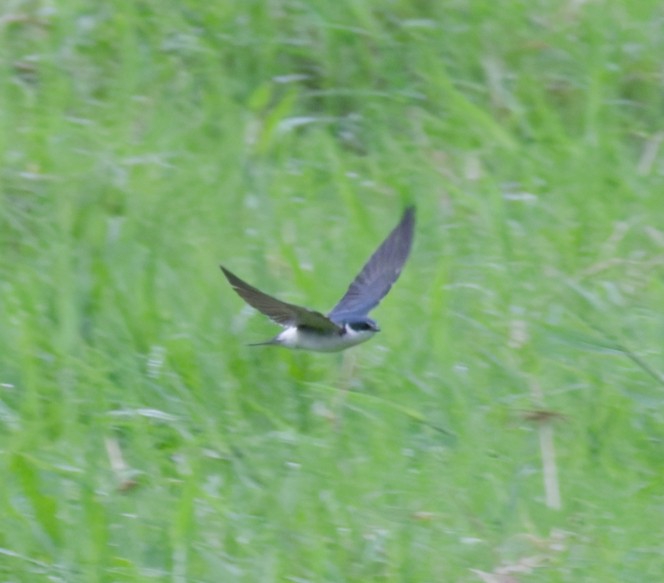 White-rumped Swallow - ML642797435