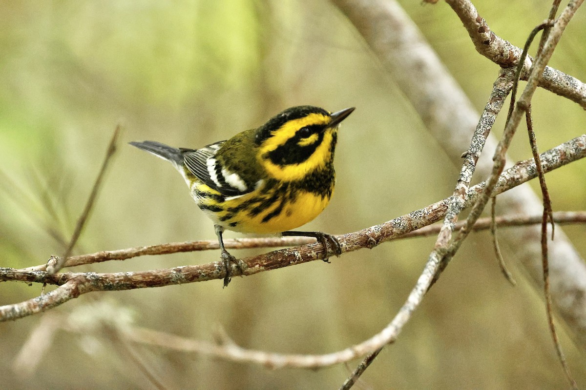 Townsend's Warbler - ML642797438