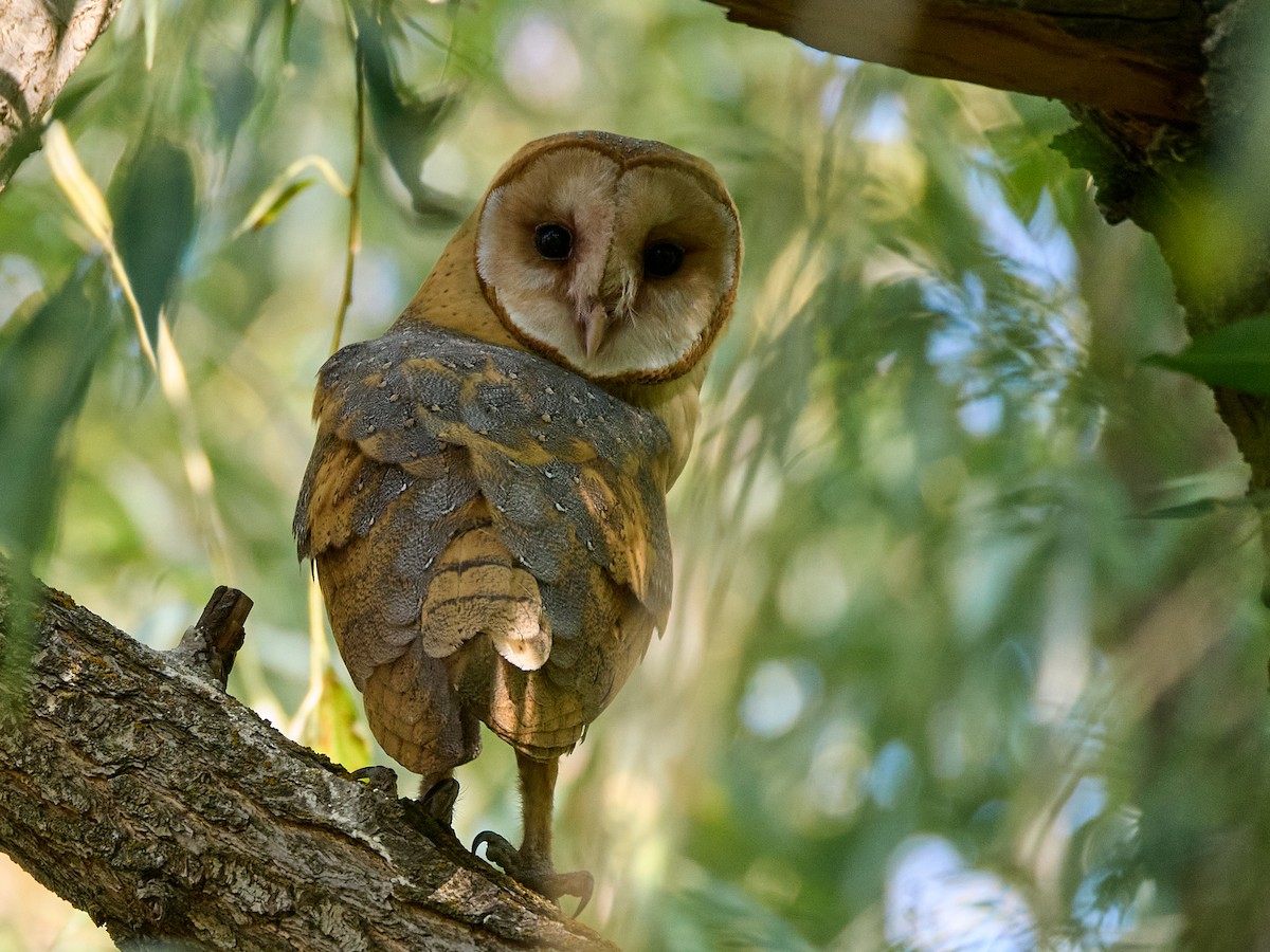 sova americká [skupina tuidara] - ML642797450