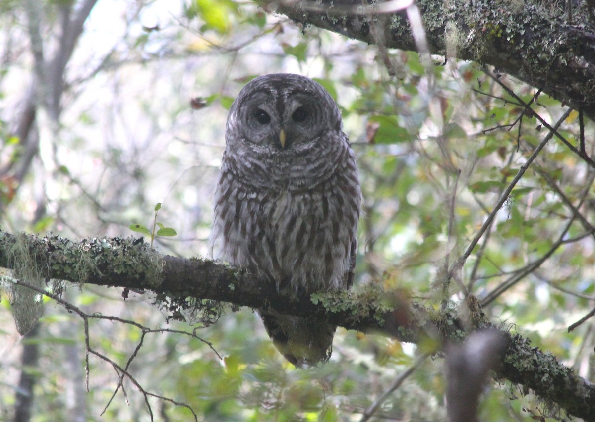Barred Owl - ML642797452