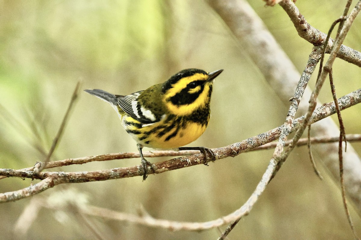 Townsend's Warbler - ML642797455