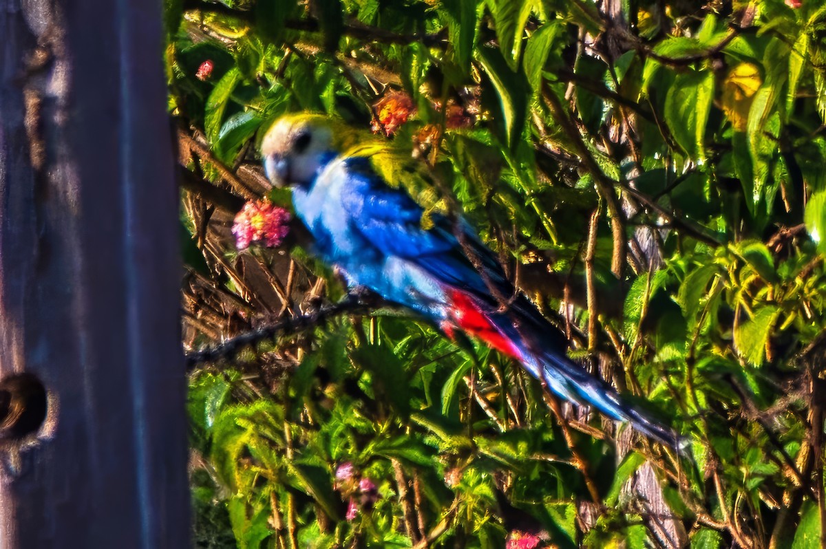 Pale-headed Rosella - ML642797459