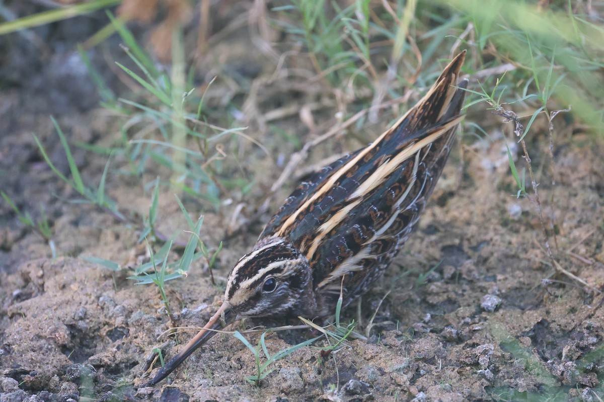 Jack Snipe - ML642797465