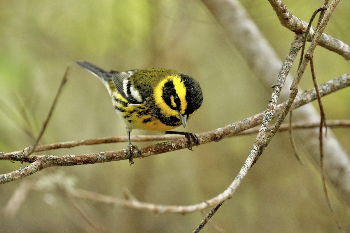 Townsend's Warbler - ML642797467