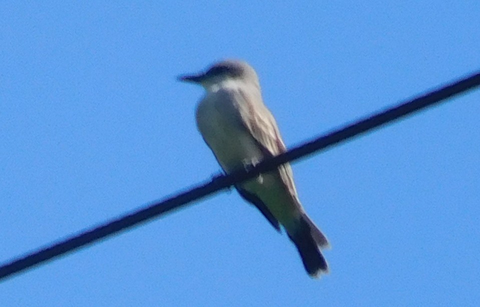Gray Kingbird - ML642797468