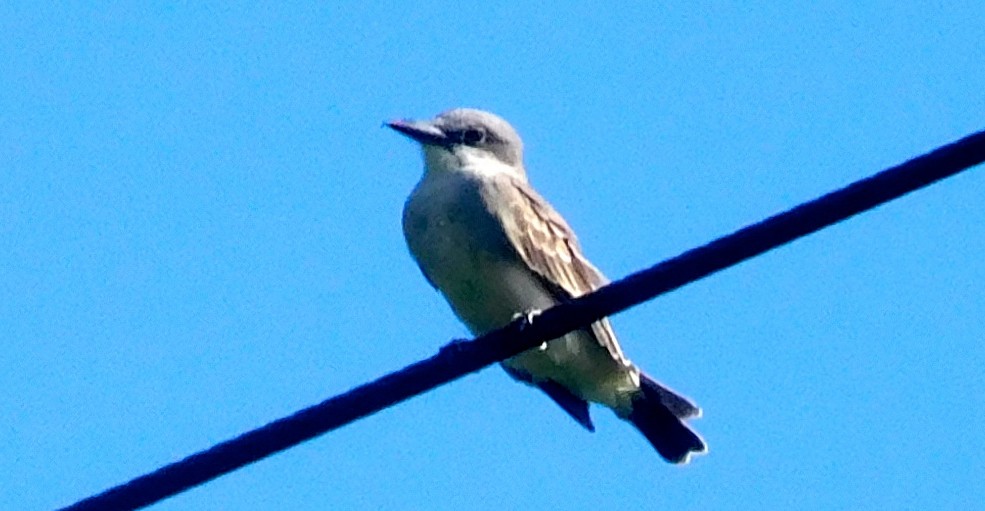 Gray Kingbird - ML642797469