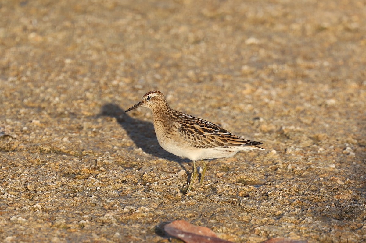 Sharp-tailed Sandpiper - ML642797470