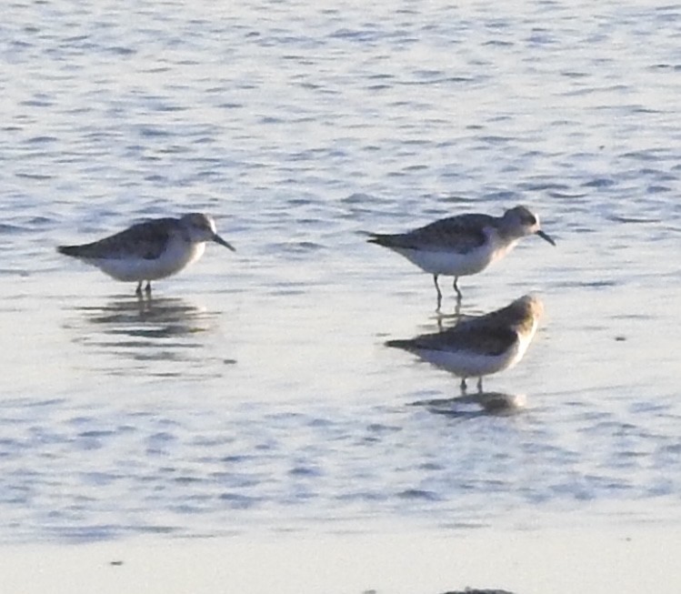 Гурвалж элсэг - ML642797477