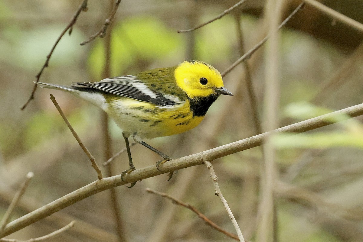 Townsend's x Hermit Warbler (hybrid) - ML642797494