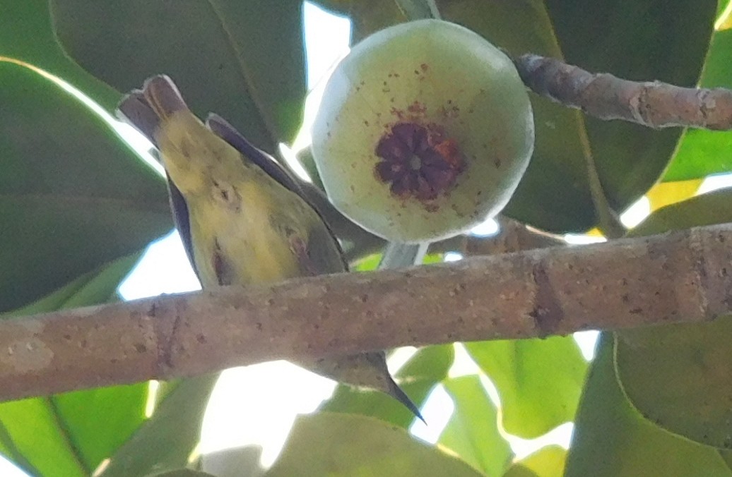 Red-legged Honeycreeper - ML642797500