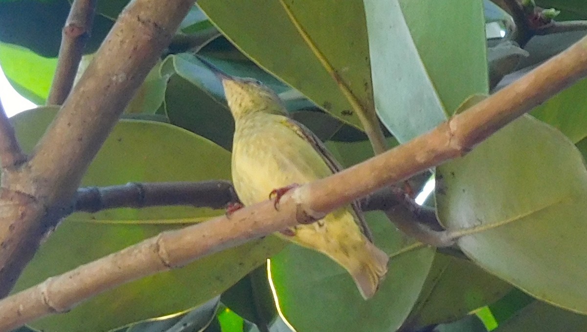 Red-legged Honeycreeper - ML642797501