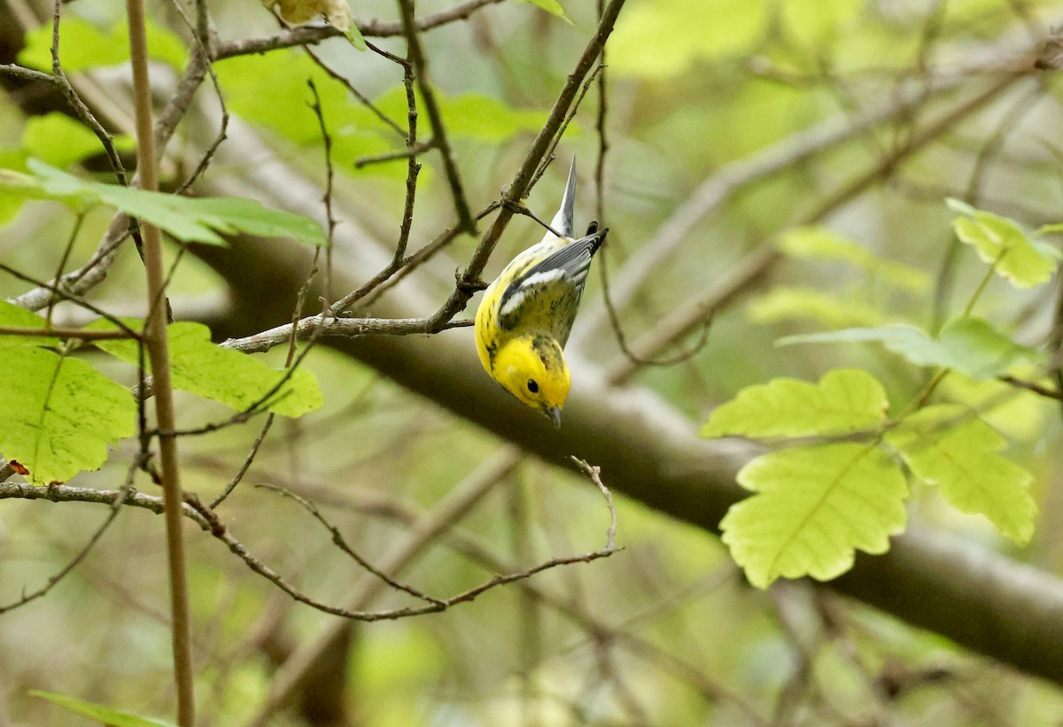 Townsend's x Hermit Warbler (hybrid) - ML642797502