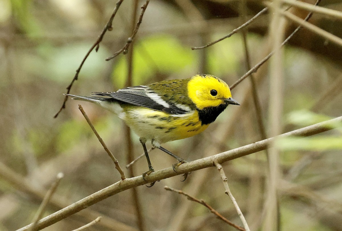 Townsend's x Hermit Warbler (hybrid) - ML642797503