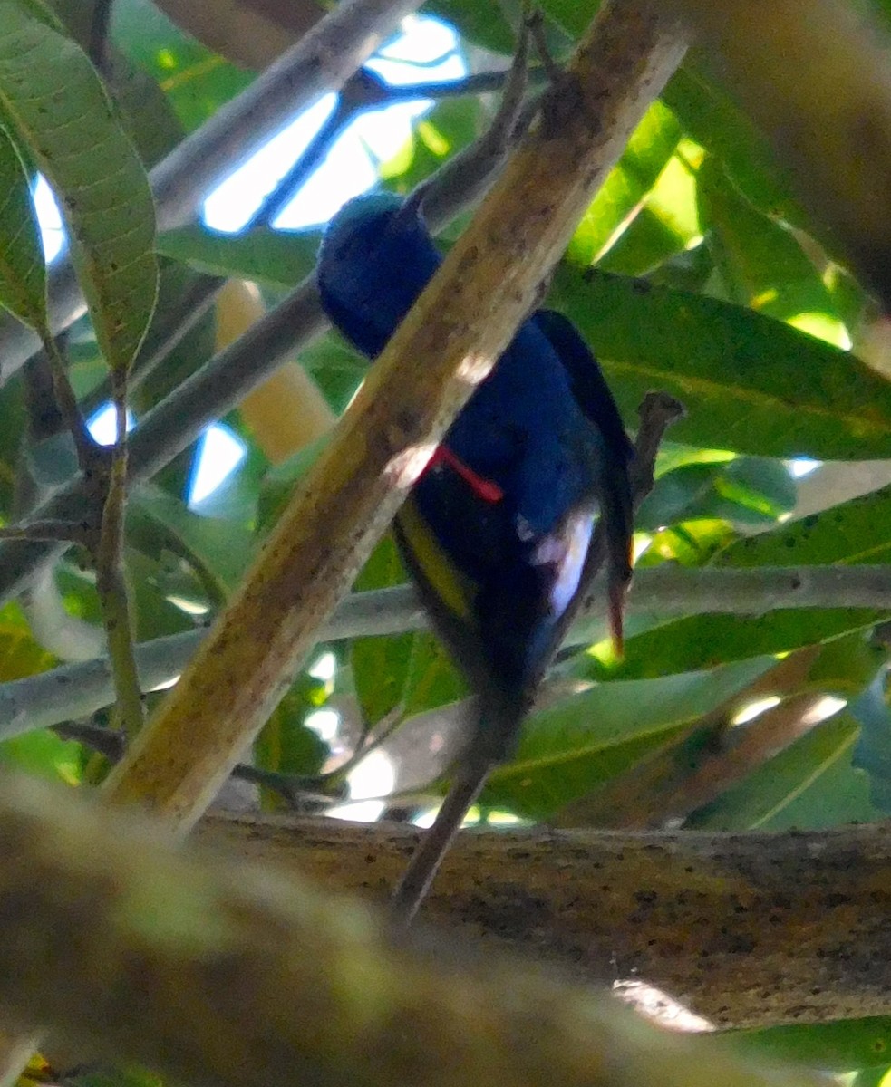 Red-legged Honeycreeper - ML642797504