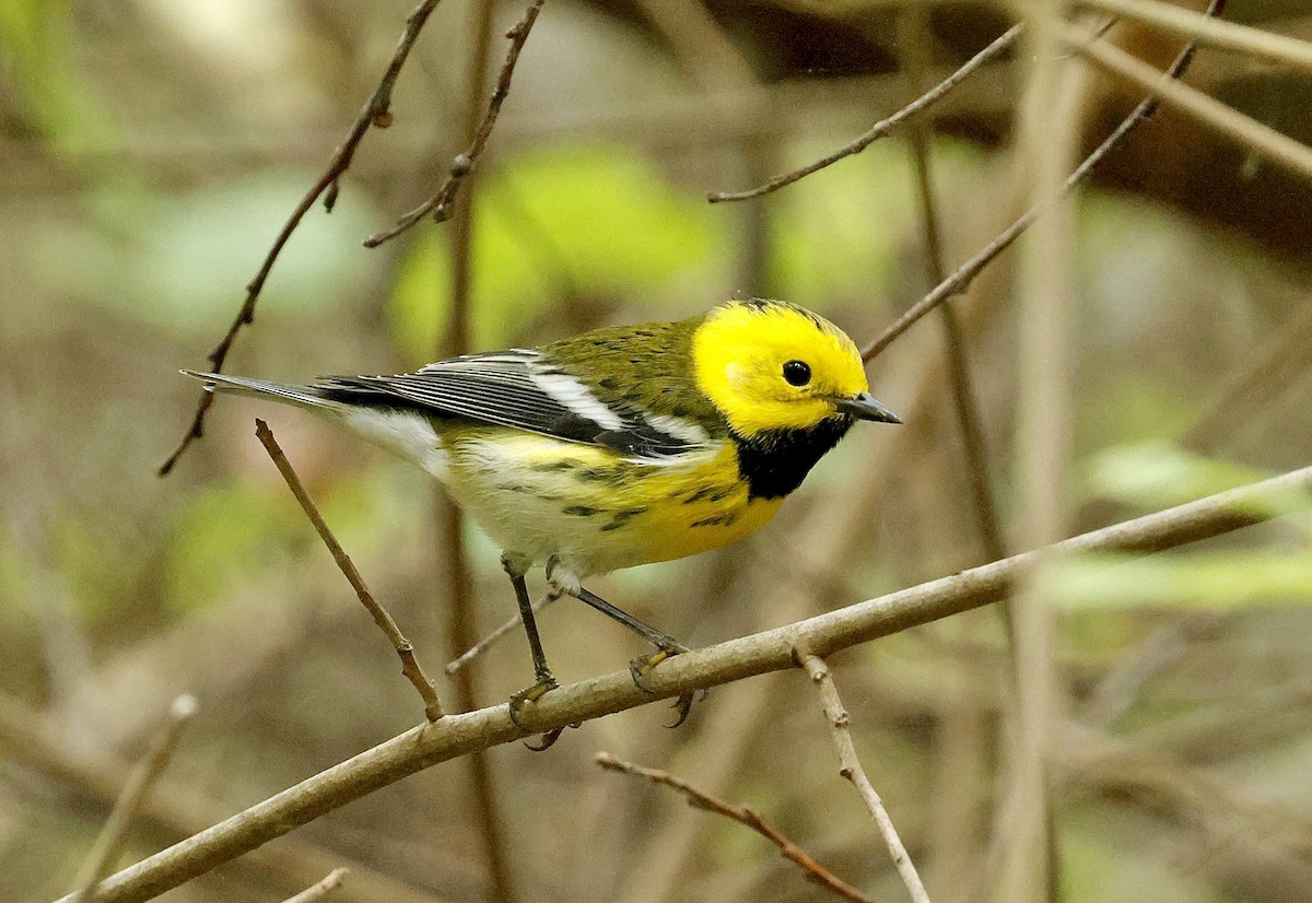 Townsend's x Hermit Warbler (hybrid) - ML642797513