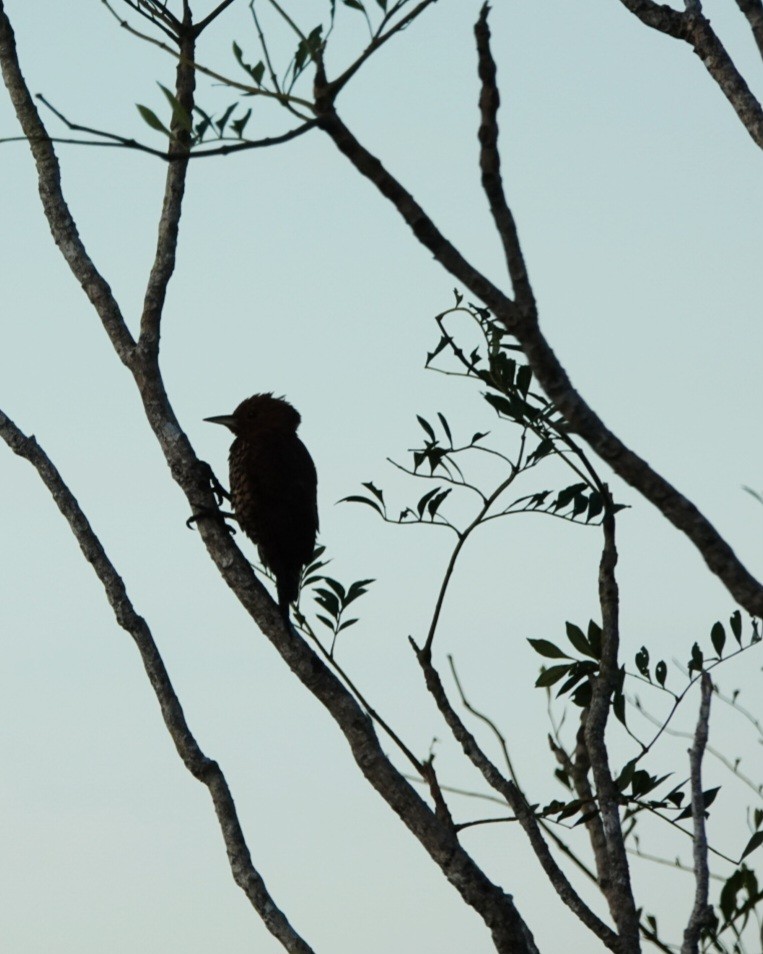 Cinnamon Woodpecker - ML642797514