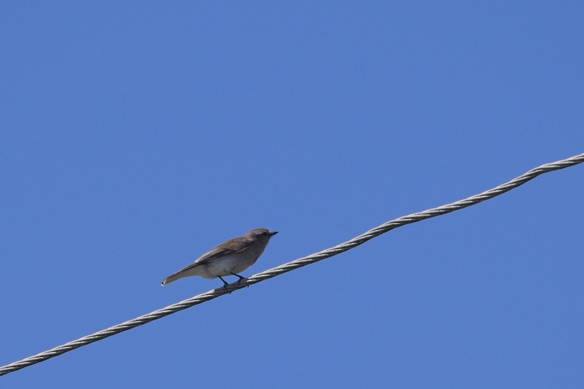 Jacky-winter - ML642797536