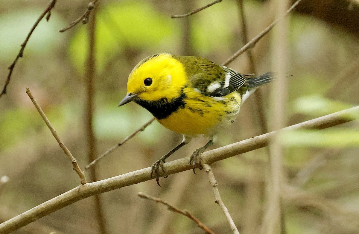 Townsend's x Hermit Warbler (hybrid) - ML642797539