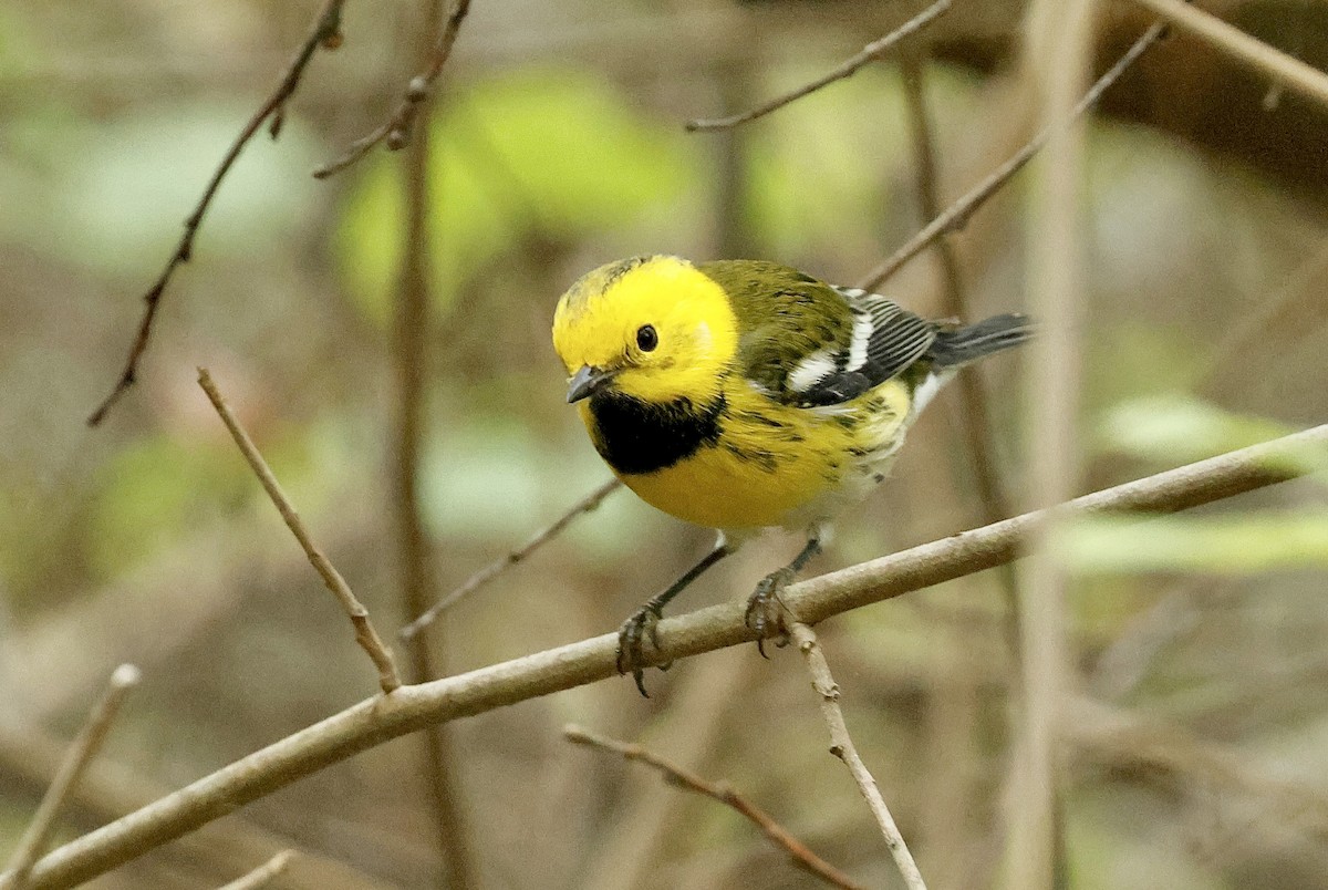 Townsend's x Hermit Warbler (hybrid) - ML642797544