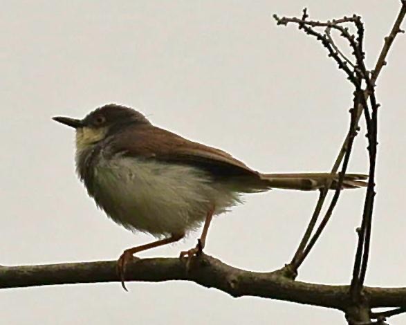 Gray-breasted Prinia - ML642797551