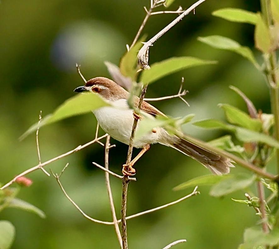 Yellow-eyed Babbler - ML642797553
