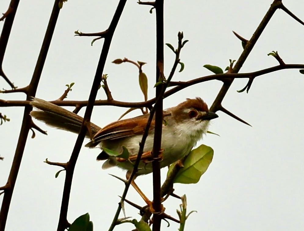 Yellow-eyed Babbler - ML642797554