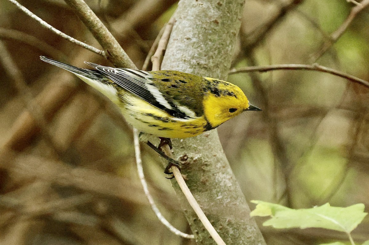 Townsend's x Hermit Warbler (hybrid) - ML642797555