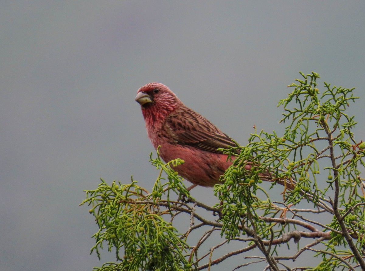 Red-mantled Rosefinch - ML642797556