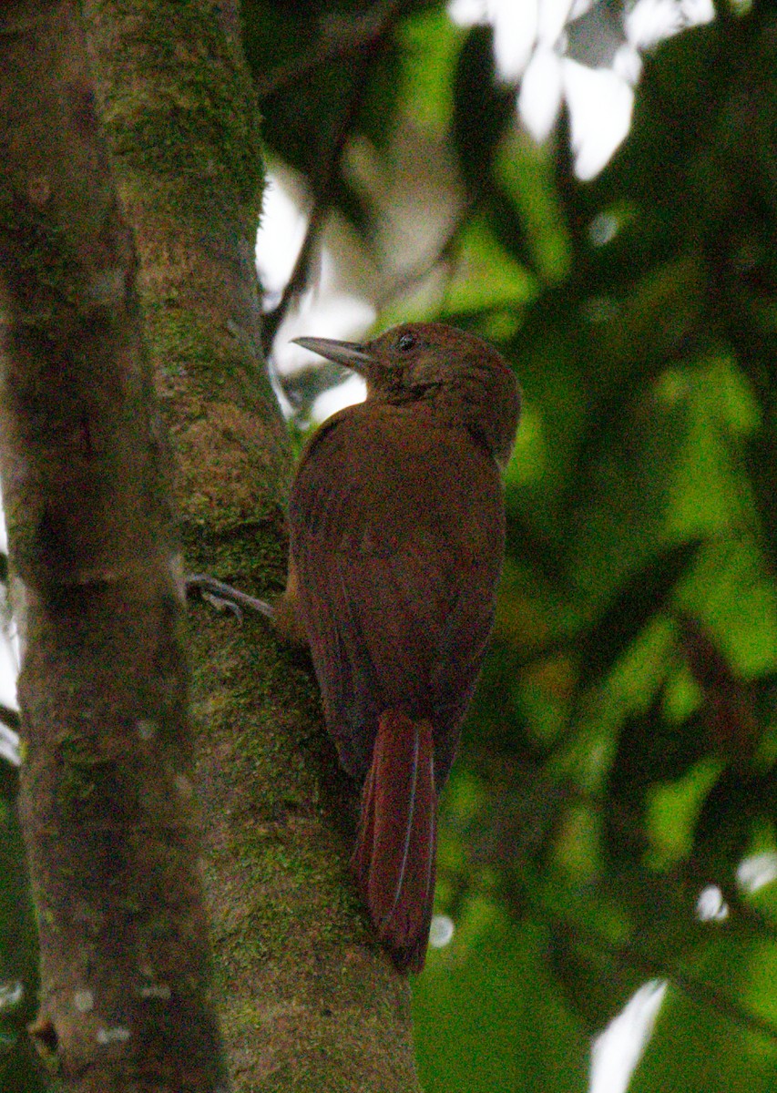 Plain-winged Woodcreeper - ML642797558